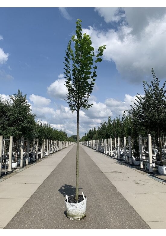 Großblättrige Sommerlinde 'Örebro' | Tilia platyphyllos 'Örebro'