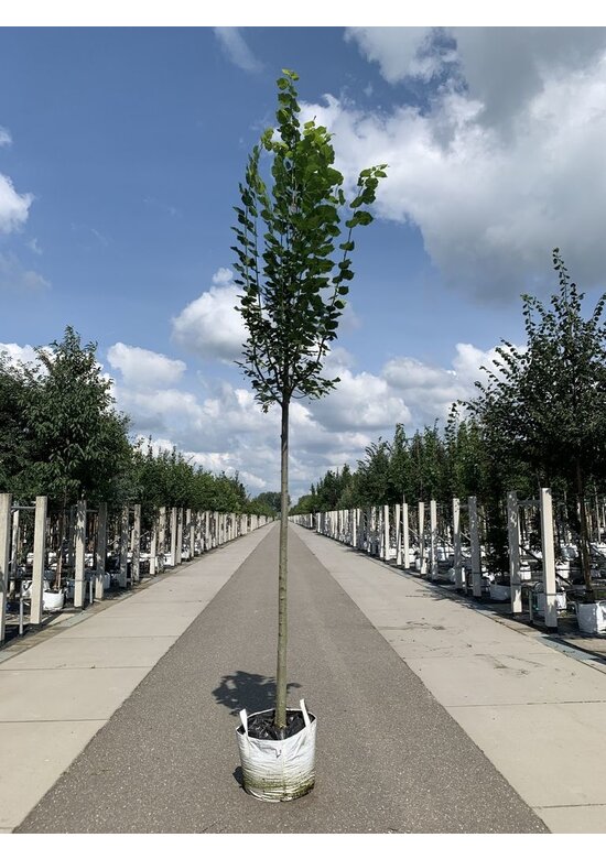 Großblättrige Sommerlinde 'Örebro' | Tilia platyphyllos 'Örebro'