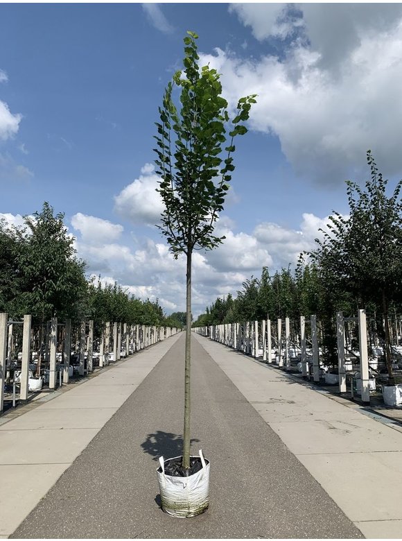 Großblättrige Sommerlinde 'Örebro' | Tilia platyphyllos 'Örebro' Großblättrige Sommerlinde 'Örebro' | Tilia platyphyllos 'Örebro'