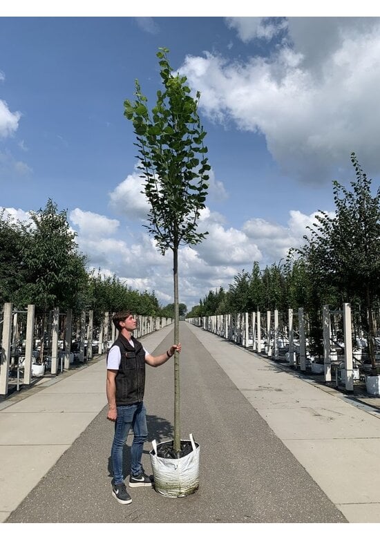 Großblättrige Sommerlinde 'Örebro' | Tilia platyphyllos 'Örebro'