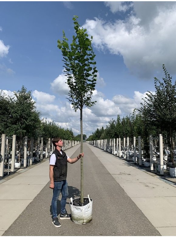 Großblättrige Sommerlinde 'Örebro' | Tilia platyphyllos 'Örebro' Großblättrige Sommerlinde 'Örebro' | Tilia platyphyllos 'Örebro'