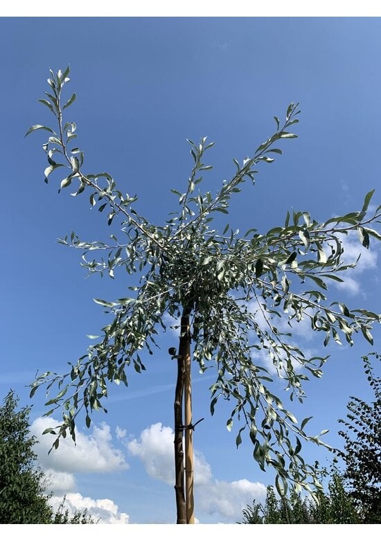 Weidenblättrige Birne | Pyrus salicifolia 'Pendula'