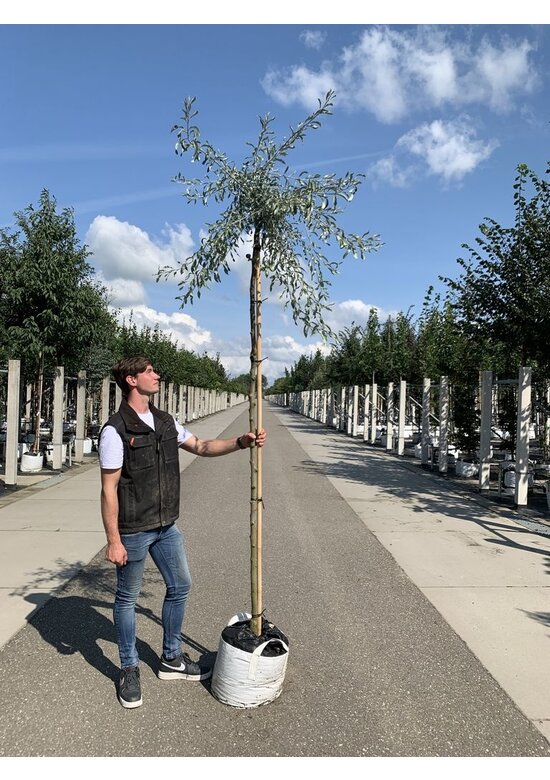 Weidenblättrige-Birne | Pyrus salicifolia 'Pendula'