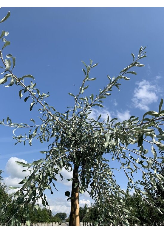 Weidenblättrige-Birne | Pyrus salicifolia 'Pendula'