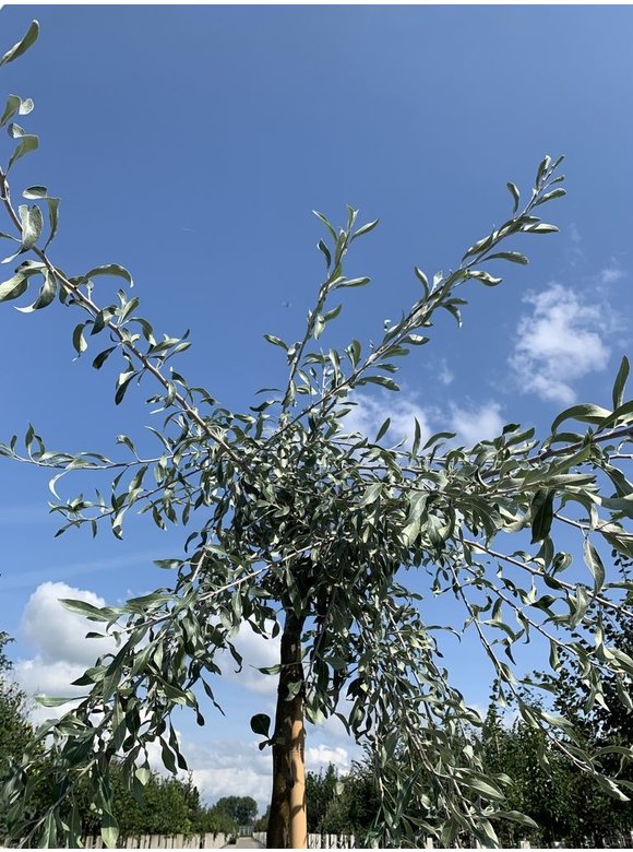 Weidenblättrige-Birne - Hängende-Wildbirne | Pyrus salicifolia 'Pendula' Weidenblättrige-Birne - Hängende-Wildbirne | Pyrus salicifolia 'Pendula'