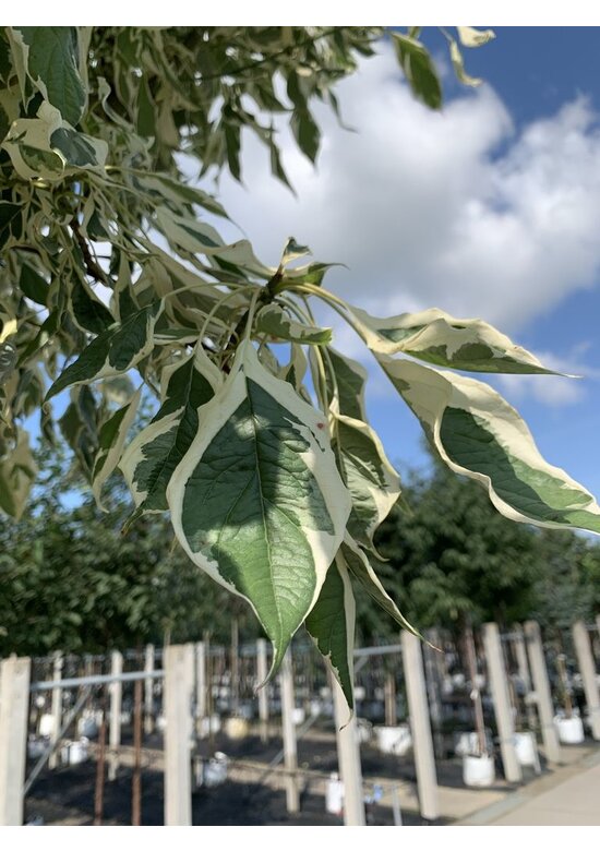 Hoher Weißbunter Etagen-Hartriegel 'Variegata' | Cornus controversa 'Variegata'