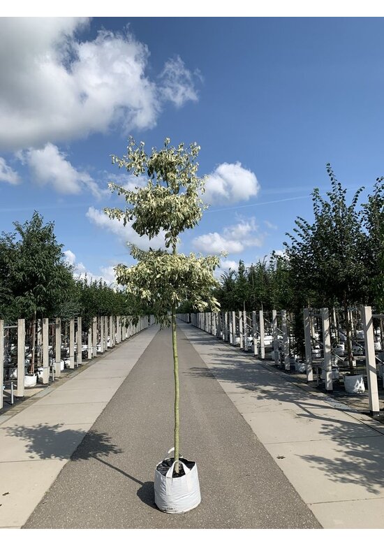 Hoher Weißbunter Etagen-Hartriegel 'Variegata' | Cornus controversa 'Variegata'