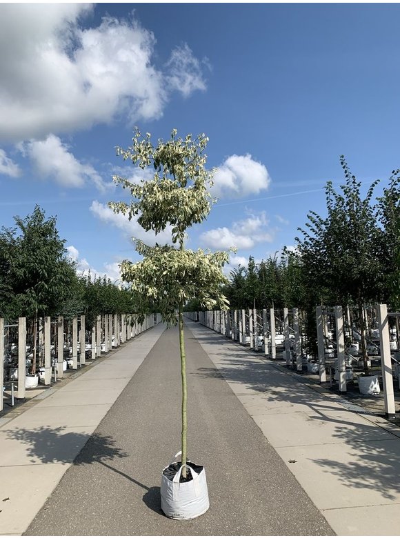 Hoher Weißbunter Etagen-Hartriegel 'Variegata' | Cornus controversa 'Variegata' Hoher Weißbunter Etagen-Hartriegel 'Variegata' | Cornus controversa 'Variegata'