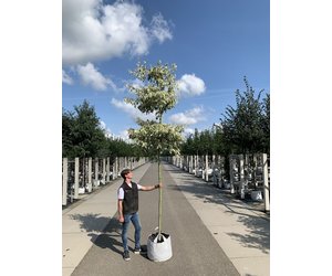 Weibunter Etagen-Hartriegel 'Variegata' | 3 J. Garantie - Venovi