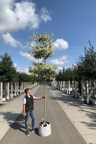 Hoher Weißbunter Etagen-Hartriegel 'Variegata' | Cornus controversa 'Variegata' Hoher Weißbunter Etagen-Hartriegel 'Variegata' | Cornus controversa 'Variegata'