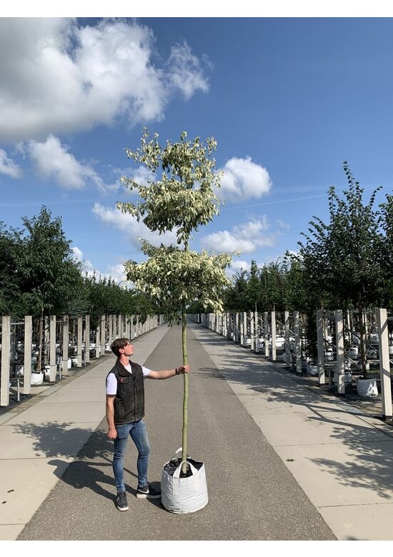 Hoher Weißbunter Etagen-Hartriegel 'Variegata' | Cornus controversa 'Variegata'