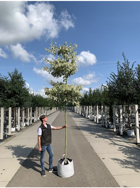 Hoher Weißbunter Etagen-Hartriegel 'Variegata' | Cornus controversa 'Variegata' Hoher Weißbunter Etagen-Hartriegel 'Variegata' | Cornus controversa 'Variegata'