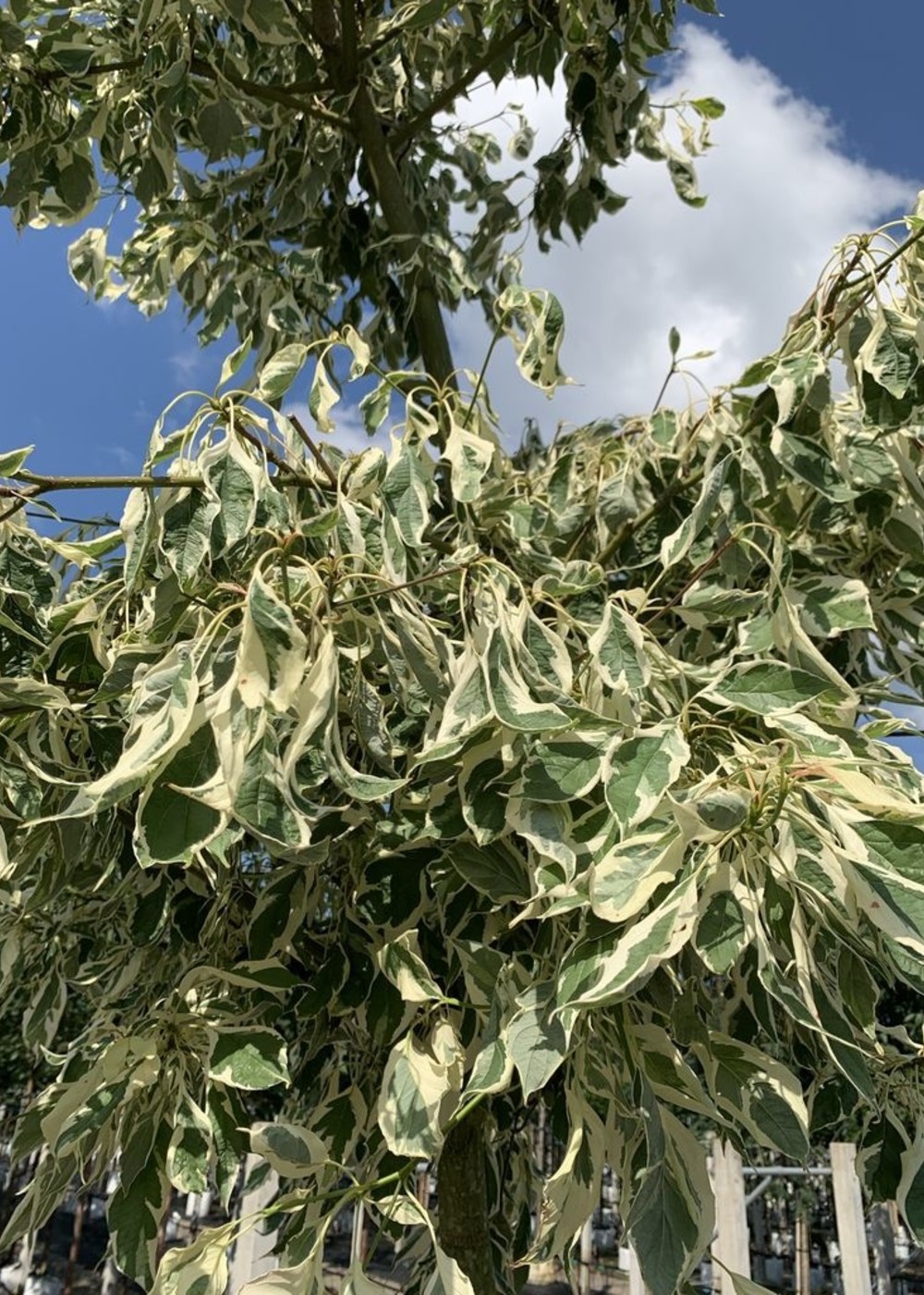 Hoher Weißbunter Etagen-Hartriegel | Cornus controversa 'Variegata' Hoher Weißbunter Etagen-Hartriegel | Cornus controversa 'Variegata'