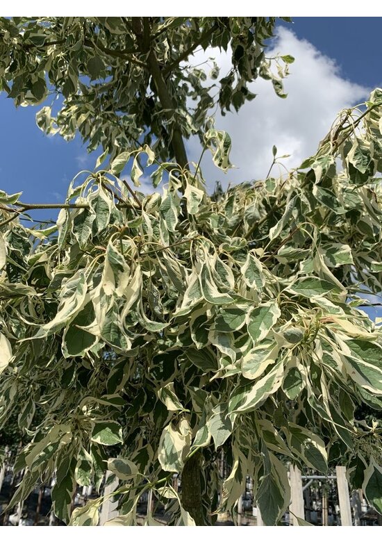 Hoher Weißbunter Etagen-Hartriegel 'Variegata' | Cornus controversa 'Variegata'