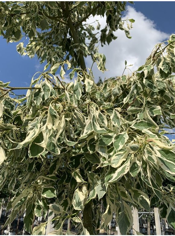 Hoher Weißbunter Etagen-Hartriegel 'Variegata' | Cornus controversa 'Variegata' Hoher Weißbunter Etagen-Hartriegel 'Variegata' | Cornus controversa 'Variegata'