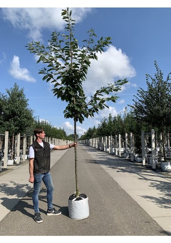 Zierkirsche 'Shirofugen' | Prunus serrulata 'Shirofugen'