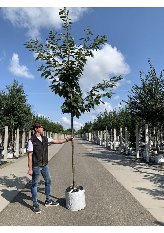 Zierkirsche 'Shirofugen' | Prunus serrulata 'Shirofugen'