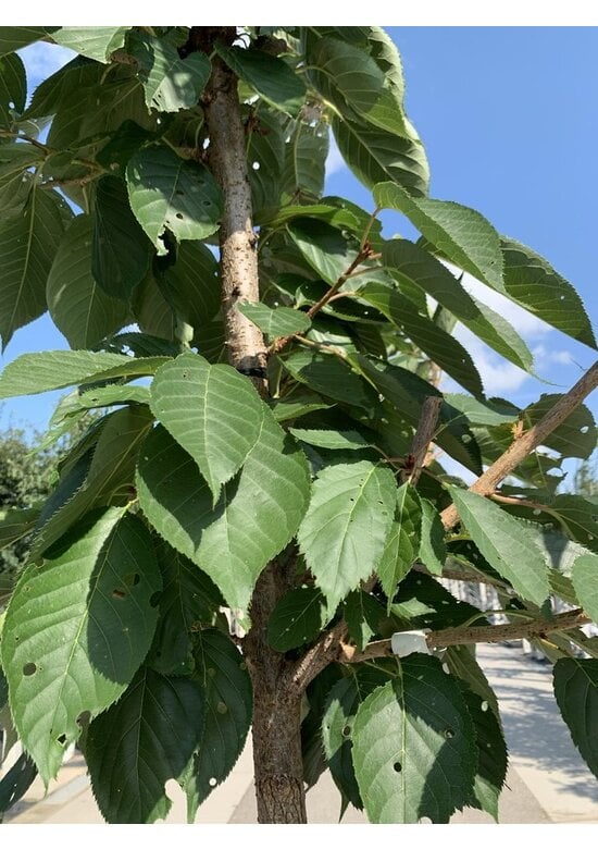 Zierkirsche 'Shirofugen' | Prunus serrulata 'Shirofugen'