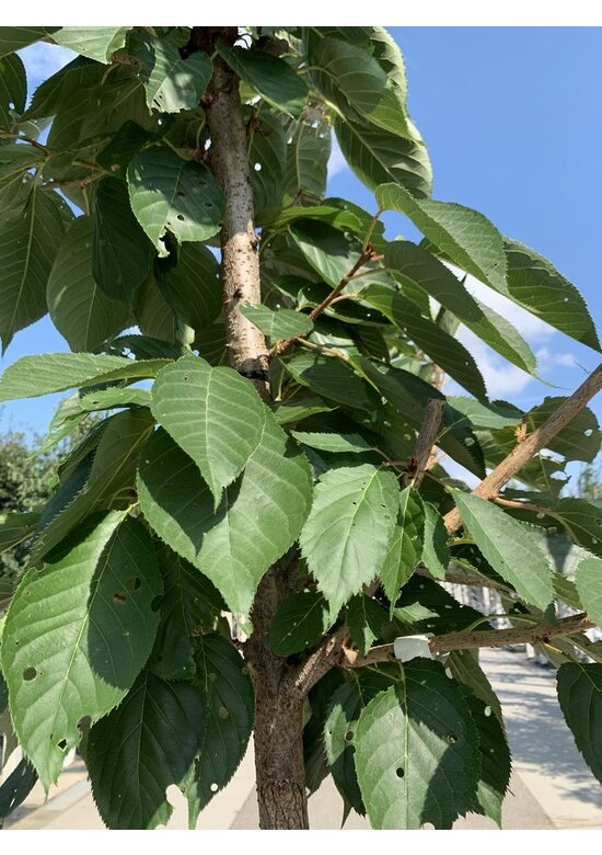 Zierkirsche 'Shirofugen' | Prunus serrulata 'Shirofugen'