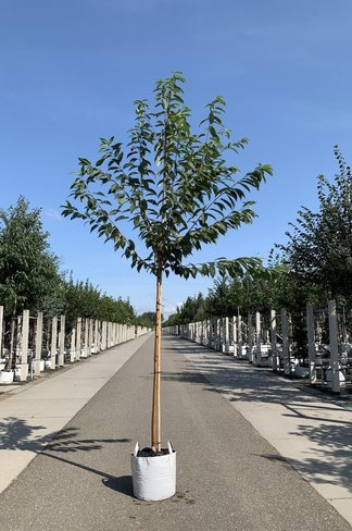 Amur-Kirsche | Prunus maackii Amur-Kirsche | Prunus maackii