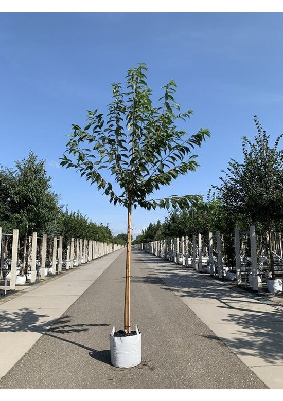 Amur-Kirsche | Prunus maackii