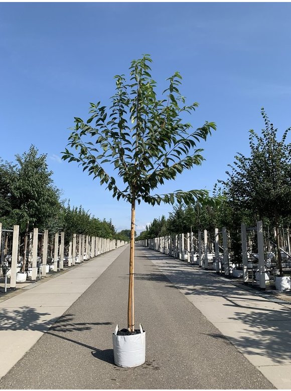 Wildkirschenbaum - Amur-Kirsche | Prunus maackii Wildkirschenbaum - Amur-Kirsche | Prunus maackii