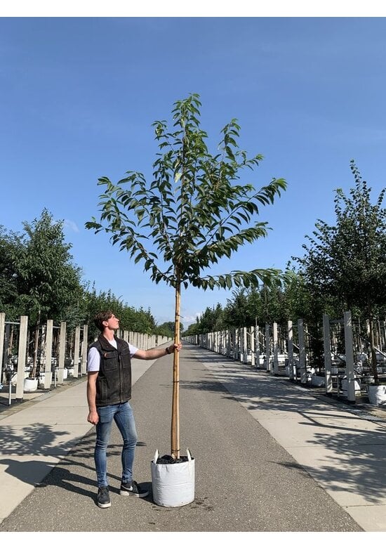 Amur-Kirsche | Prunus maackii