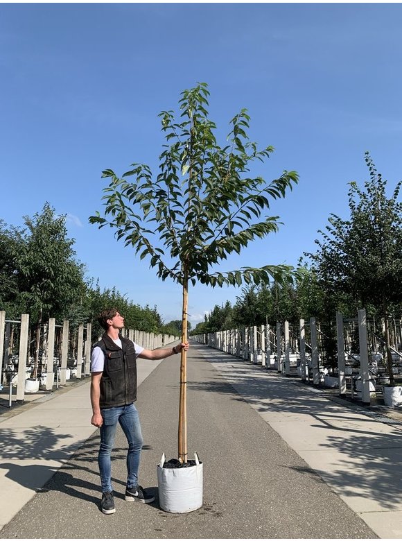 Wildkirschenbaum - Amur-Kirsche | Prunus maackii Wildkirschenbaum - Amur-Kirsche | Prunus maackii