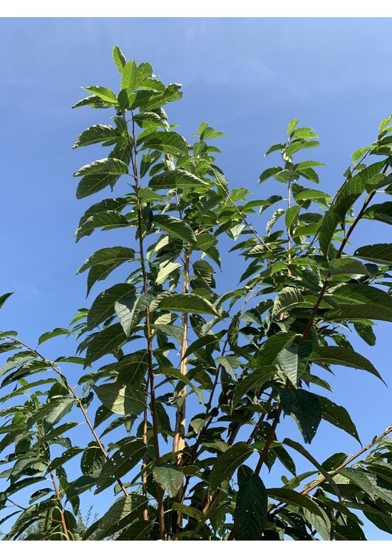 Amur-Kirsche | Prunus maackii