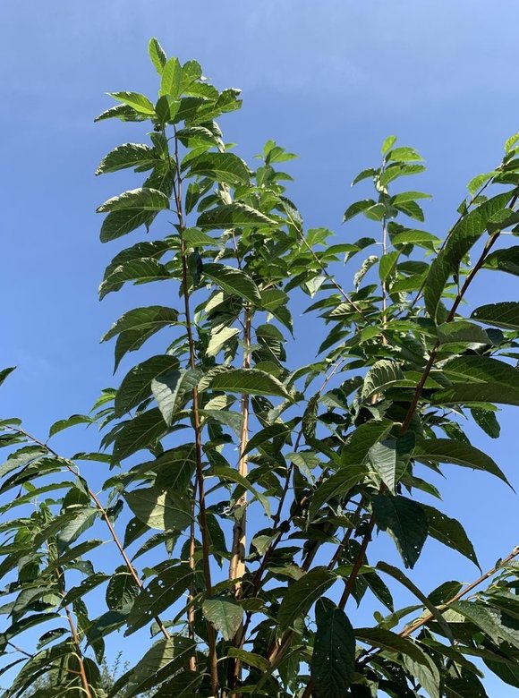Wildkirschenbaum | Prunus maackii