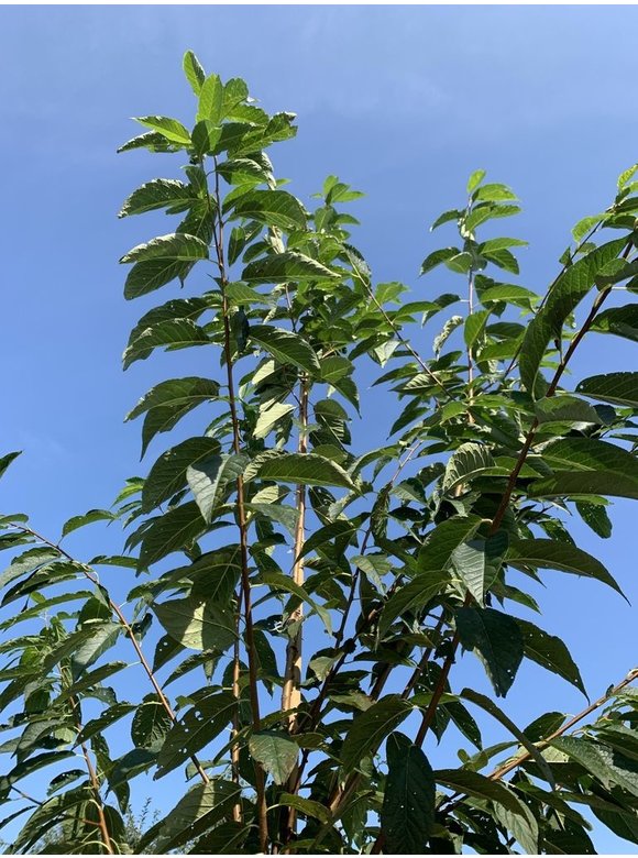 Wildkirschenbaum - Amur-Kirsche | Prunus maackii Wildkirschenbaum - Amur-Kirsche | Prunus maackii
