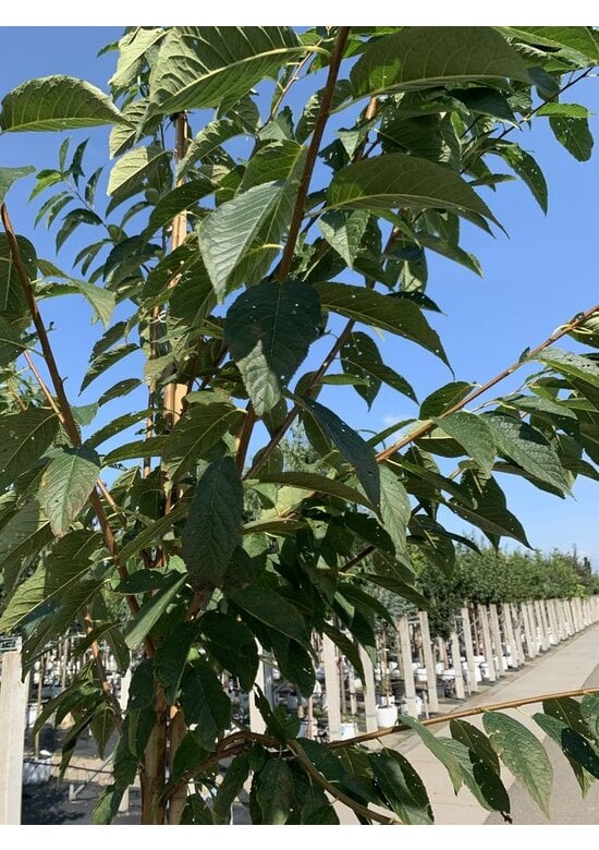 Amur-Kirsche | Prunus maackii