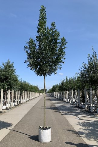 Weiß-Esche 'Autumn Purple' | Fraxinus americana 'Autumn Purple'