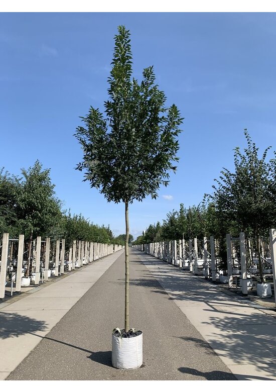 Weiß-Esche 'Autumn Purple' | Fraxinus americana 'Autumn Purple'