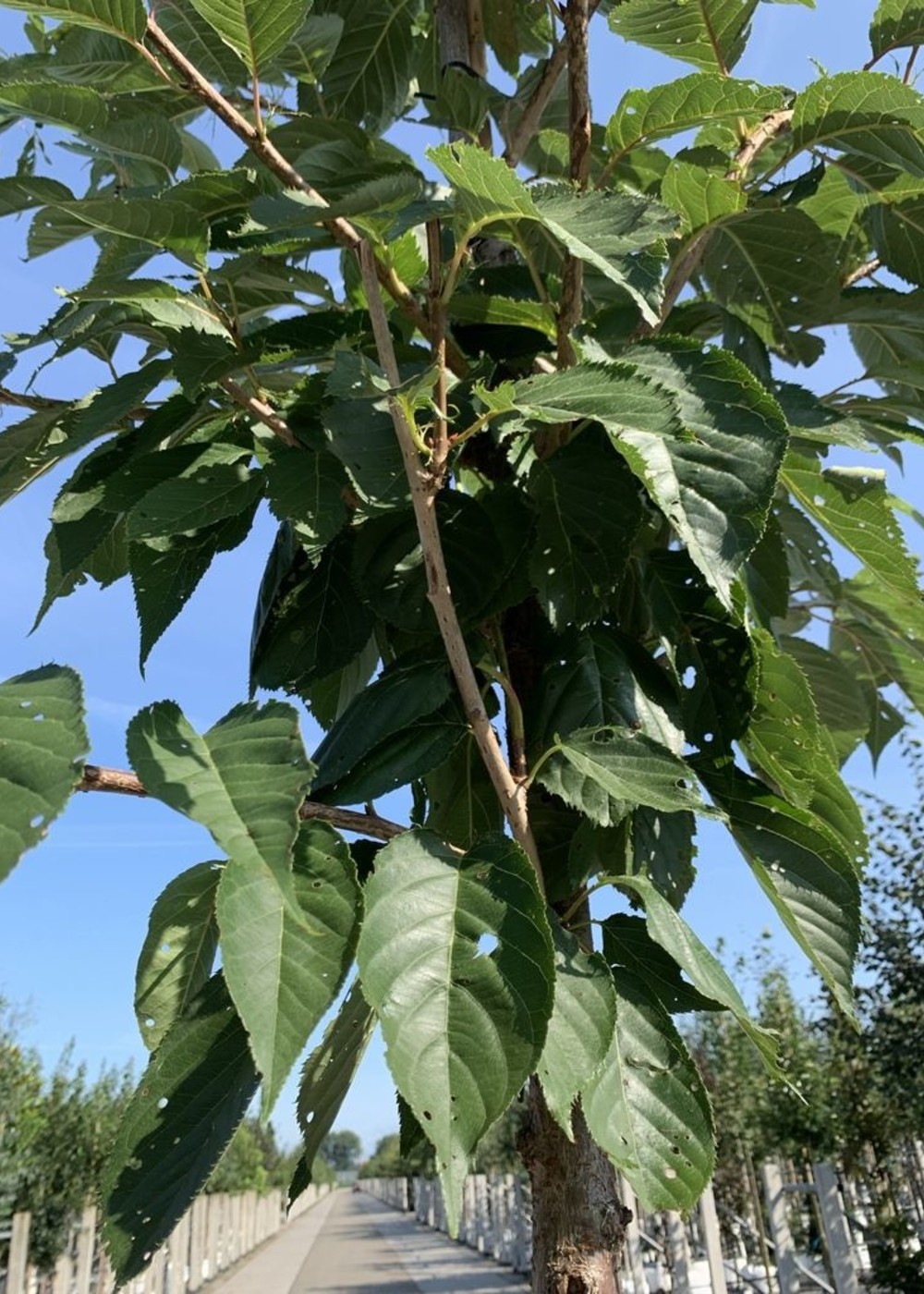 Weiße Zierkirsche | Prunus serrulata 'Taihaku' Weiße Zierkirsche | Prunus serrulata 'Taihaku'