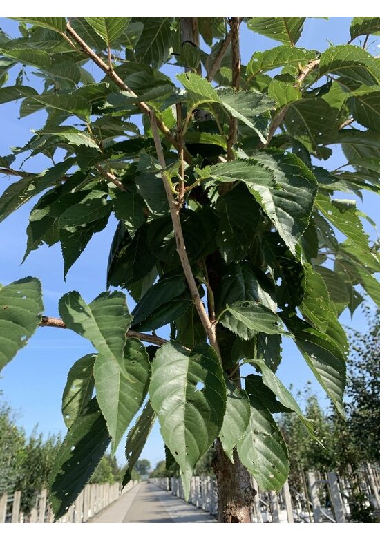 Weiße Zierkirsche 'Taihaku' | Prunus serrulata 'Taihaku'