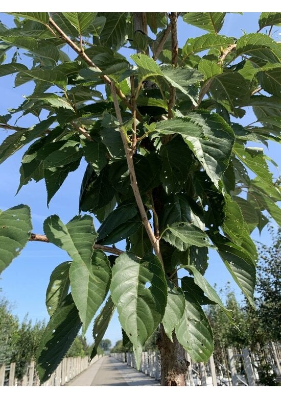 Weiße Zierkirsche 'Taihaku' | Prunus serrulata 'Taihaku'