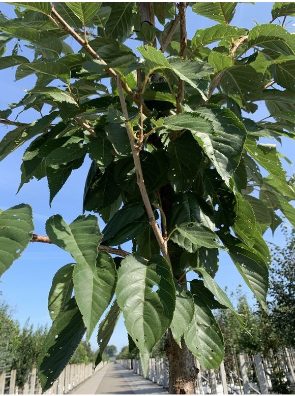 Weiße Zierkirsche 'Taihaku' | Prunus serrulata 'Taihaku' Weiße Zierkirsche 'Taihaku' | Prunus serrulata 'Taihaku'