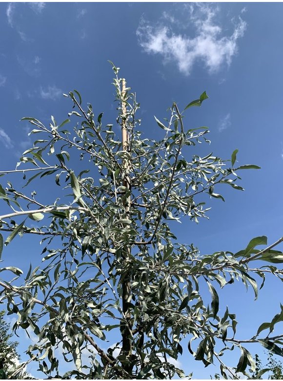 Weidenblättrige Birne Hochstamm | Pyrus salicifolia 'Pendula' Weidenblättrige Birne Hochstamm | Pyrus salicifolia 'Pendula'