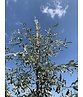 Weidenblättrige Birne Hochstamm | Pyrus salicifolia 'Pendula'