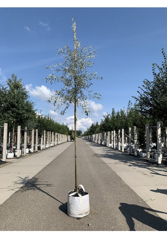 Weidenblättrige Birne Hochstamm | Pyrus salicifolia 'Pendula'