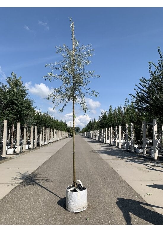 Weidenblättrige Birne Hochstamm | Pyrus salicifolia 'Pendula'