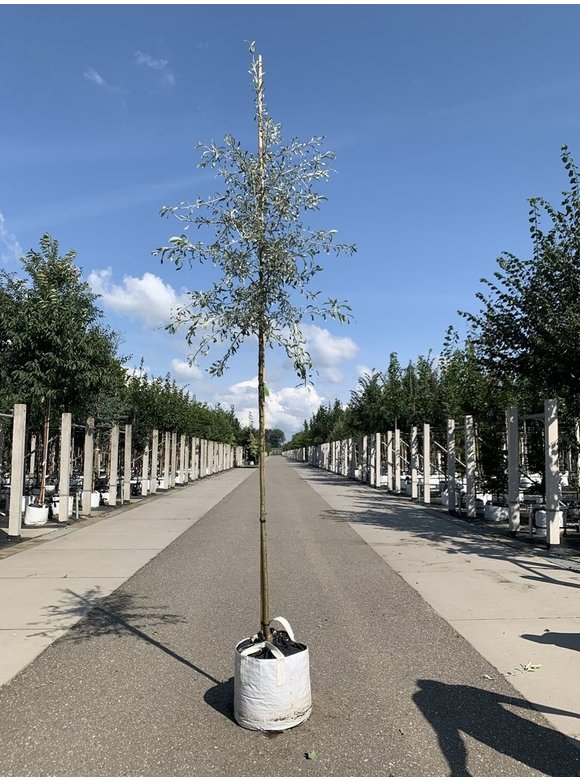 Weidenblättrige Birne Hochstamm | Pyrus salicifolia 'Pendula' Weidenblättrige Birne Hochstamm | Pyrus salicifolia 'Pendula'