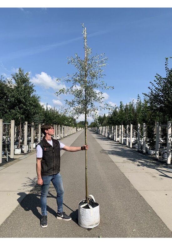 Weidenblättrige Birne Hochstamm | Pyrus salicifolia 'Pendula'