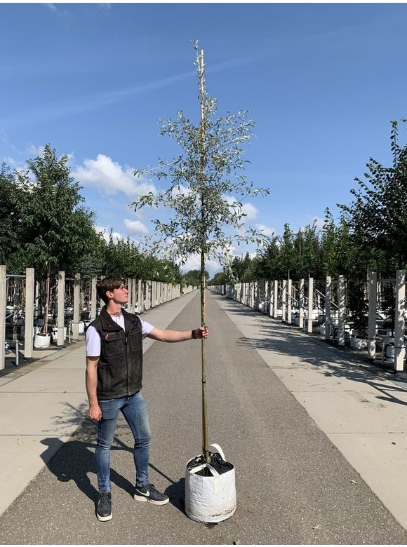 Weidenblättrige Birne Hochstamm | Pyrus salicifolia 'Pendula' Weidenblättrige Birne Hochstamm | Pyrus salicifolia 'Pendula'