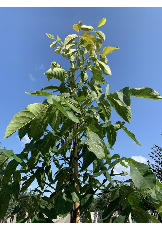 Walnussbaum 'Plovdivski' | Juglans regia 'Plovdiski' Walnussbaum 'Plovdivski' | Juglans regia 'Plovdiski'