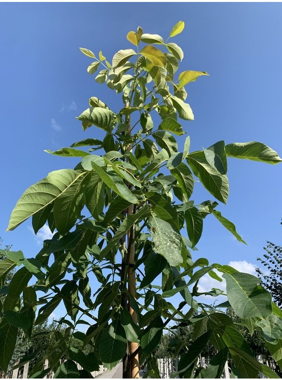 Walnussbaum 'Plovdivski' | Juglans regia 'Plovdiski' Walnussbaum 'Plovdivski' | Juglans regia 'Plovdiski'