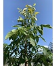 Walnussbaum 'Plovdivski' | Juglans regia 'Plovdiski' Walnussbaum 'Plovdivski' | Juglans regia 'Plovdiski'