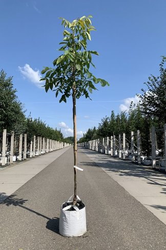 Walnussbaum 'Plovdivski' | Juglans regia 'Plovdiski' Walnussbaum 'Plovdivski' | Juglans regia 'Plovdiski'
