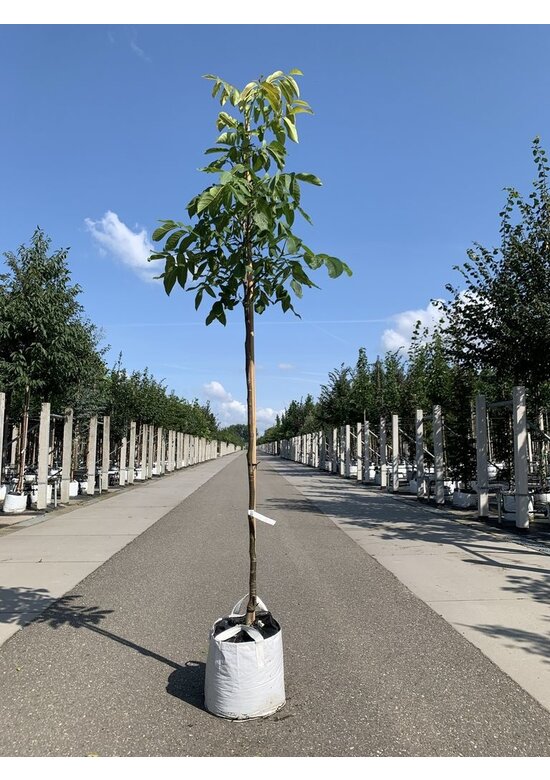 Walnussbaum 'Plovdivski' | Juglans regia 'Plovdiski' Walnussbaum 'Plovdivski' | Juglans regia 'Plovdiski'